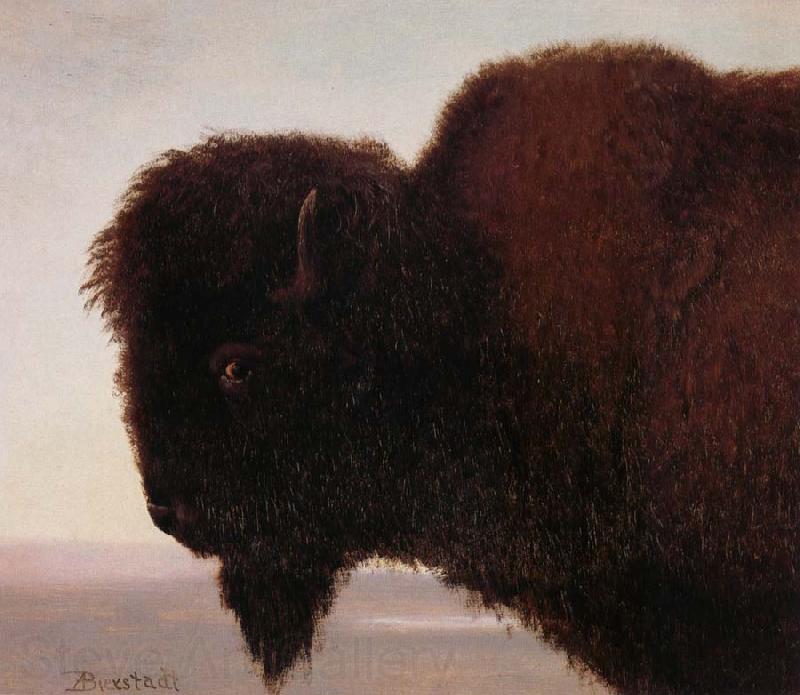 Albert Bierstadt Buffalo Head Norge oil painting art